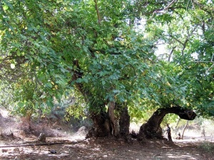 noce-old-wild-walnut-tree-cnr