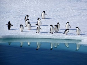 antartide-censimento-pinguini-enea